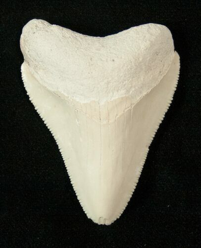White Bone Valley Megalodon Tooth #17183